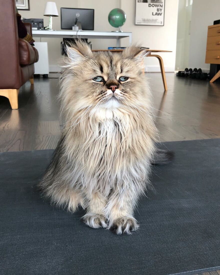 Meet Barnaby, The Cross-Eyed Persian Cat Who Is Cute But Always Seems To Be Sad