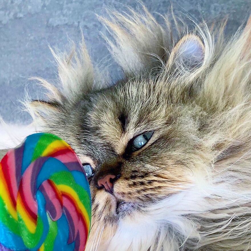 Meet Barnaby, The Cross-Eyed Persian Cat Who Is Cute But Always Seems To Be Sad