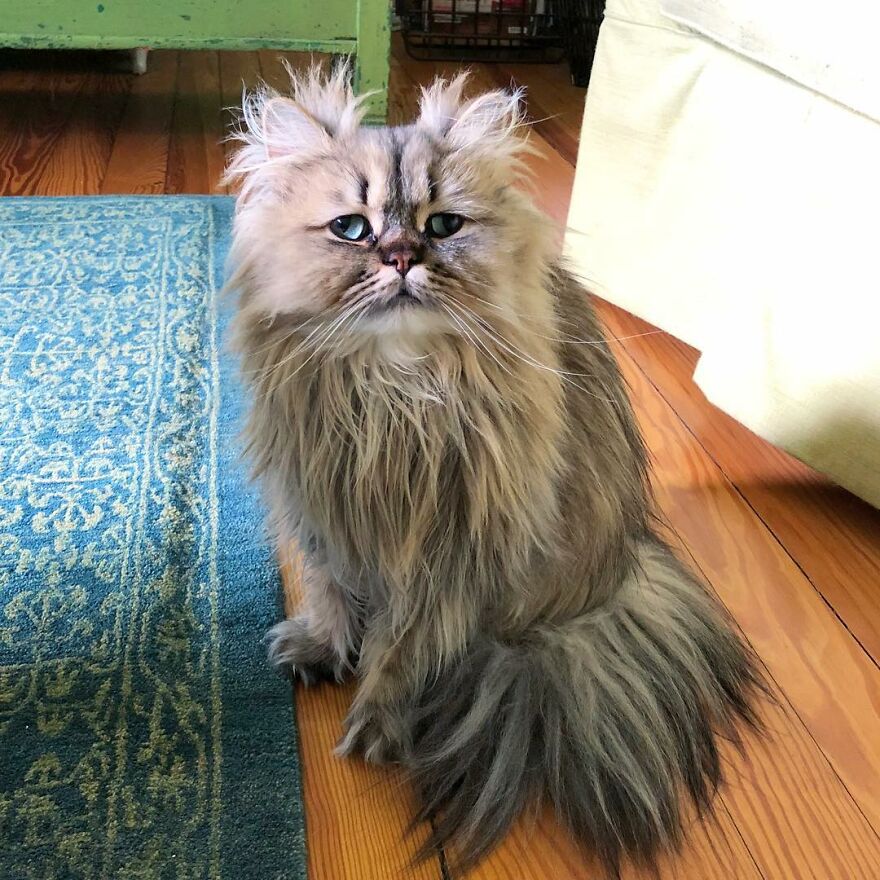 Meet Barnaby, The Cross-Eyed Persian Cat Who Is Cute But Always Seems To Be Sad