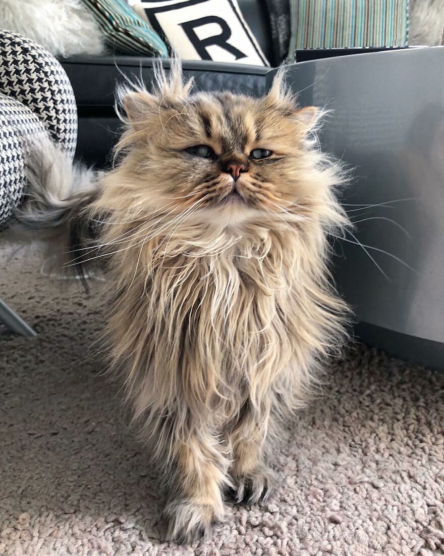 Meet Barnaby, The Cross-Eyed Persian Cat Who Is Cute But Always Seems To Be Sad