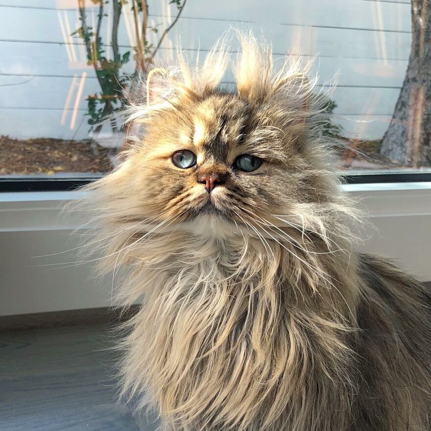 Meet Barnaby, The Cross-Eyed Persian Cat Who Is Cute But Always Seems To Be Sad