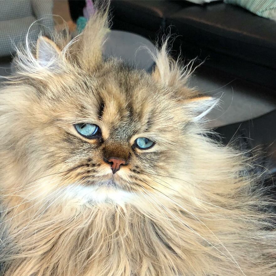 Meet Barnaby, The Cross-Eyed Persian Cat Who Is Cute But Always Seems To Be Sad