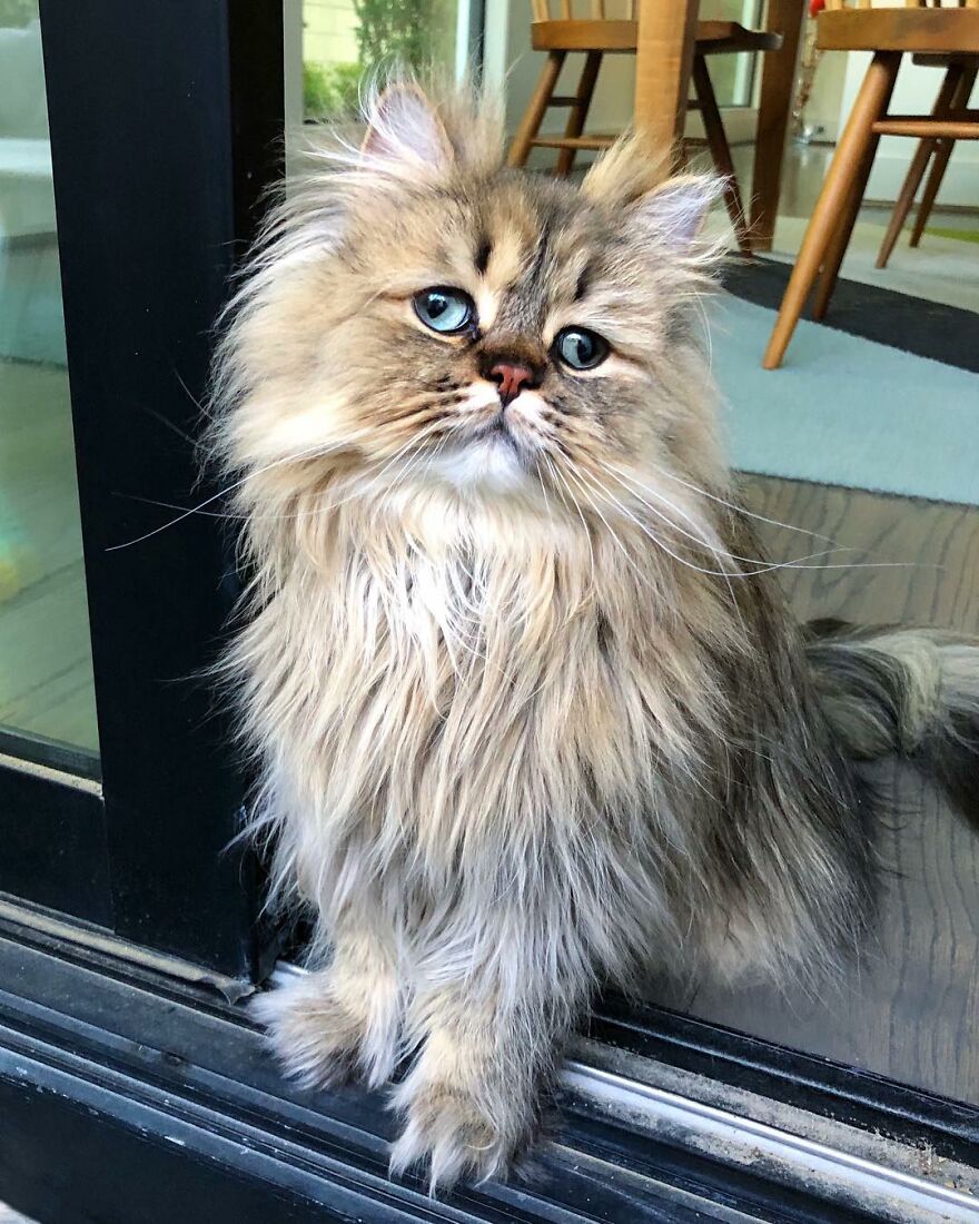 Meet Barnaby, The Cross-Eyed Persian Cat Who Is Cute But Always Seems To Be Sad