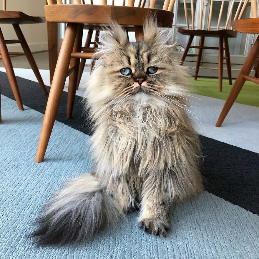Meet Barnaby, The Cross-Eyed Persian Cat Who Is Cute But Always Seems To Be Sad