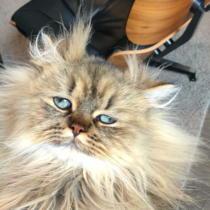 Meet Barnaby, The Cross-Eyed Persian Cat Who Is Cute But Always Seems To Be Sad