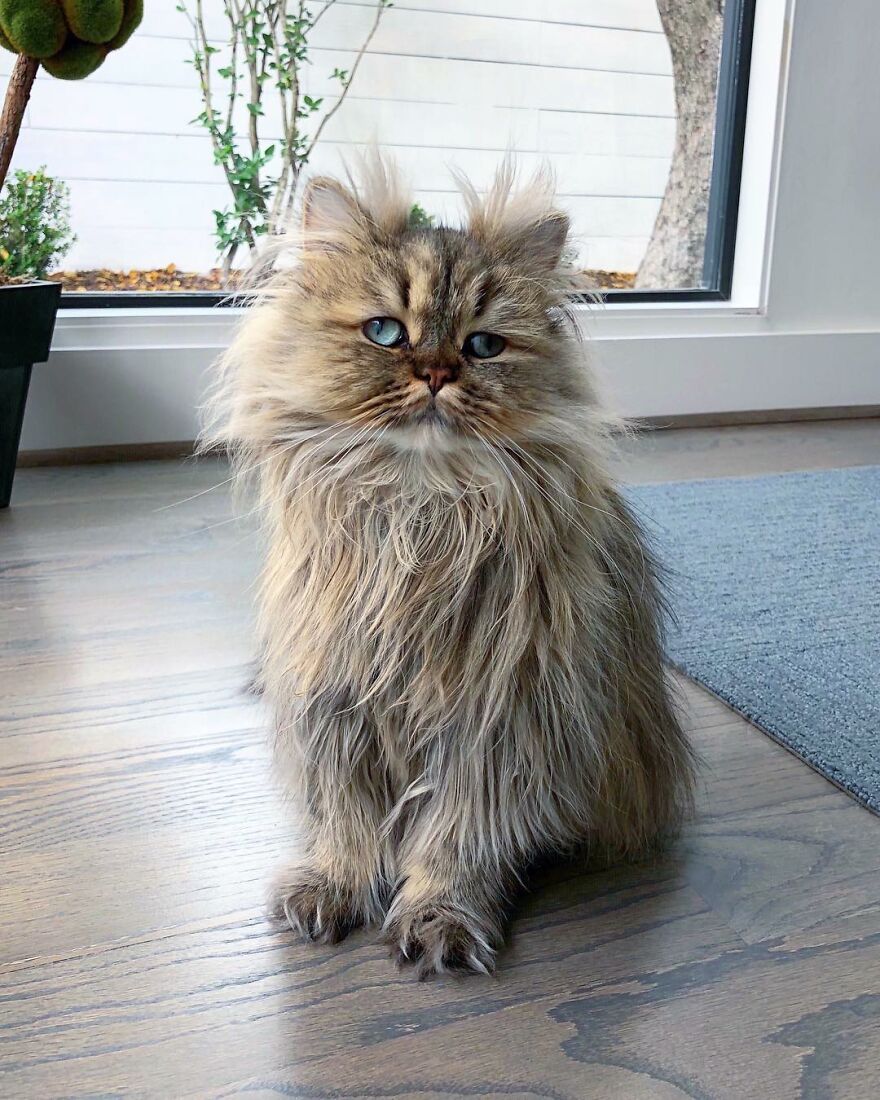 Meet Barnaby, The Cross-Eyed Persian Cat Who Is Cute But Always Seems To Be Sad