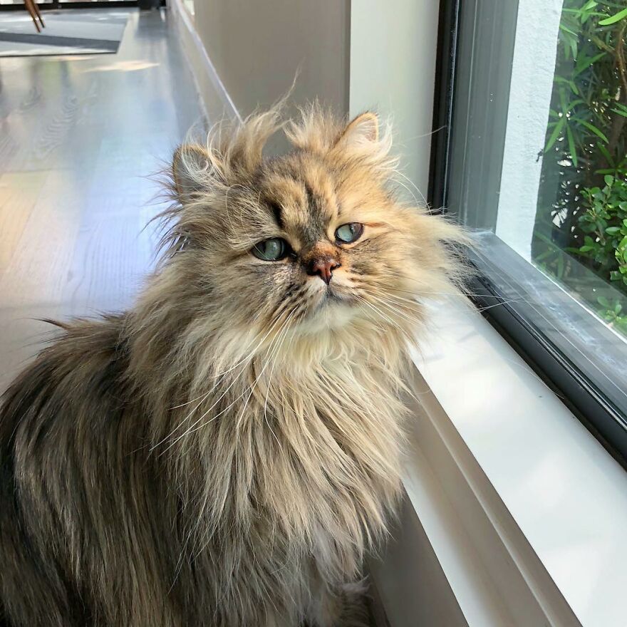 Meet Barnaby, The Cross-Eyed Persian Cat Who Is Cute But Always Seems To Be Sad