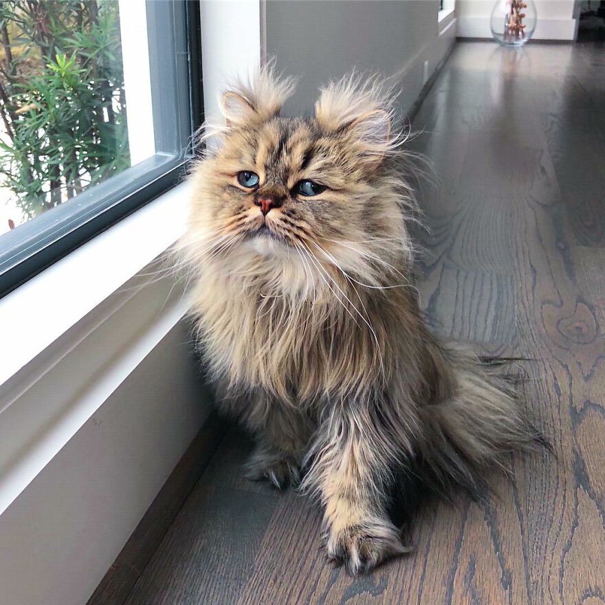 Meet Barnaby, The Cross-Eyed Persian Cat Who Is Cute But Always Seems To Be Sad