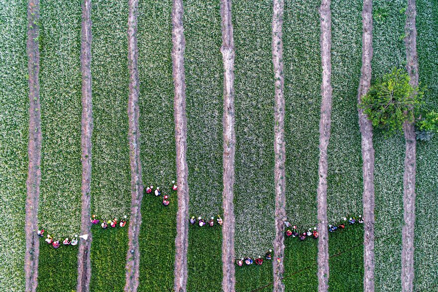 Women Harvesting Chamomile