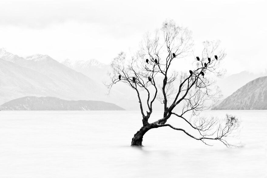 Lone Tree, Not Lonely