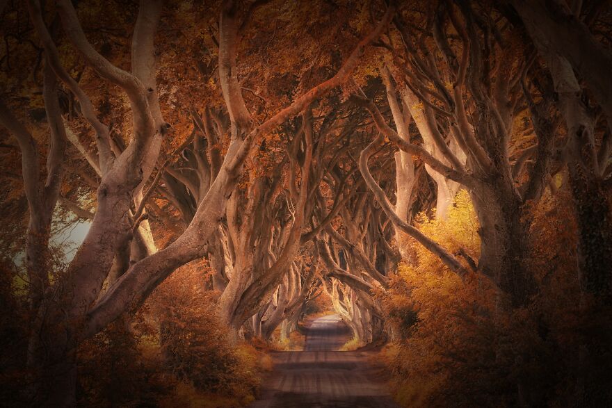 The Dark Hedges