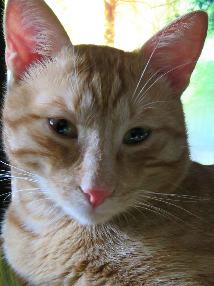 When He Is Happy, His Smile Is Almost Like A Human's💖