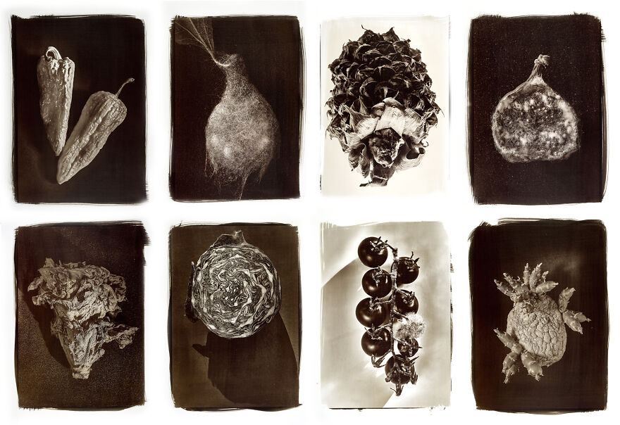 I Photographed The Molded, Rotten, And Dried Food Stocked Up In Our Storage Room During The Lockdown I Photographed The Molded, Rotten, And Dried Food Stocked Up In Our Storage Room During The Lockdown