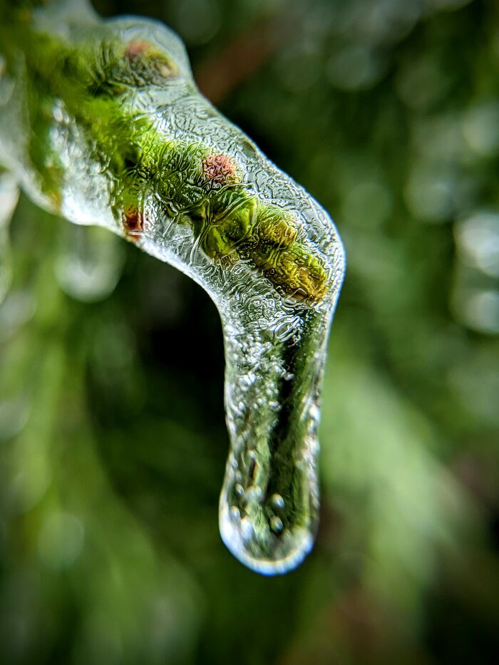 Icy Leaf :)