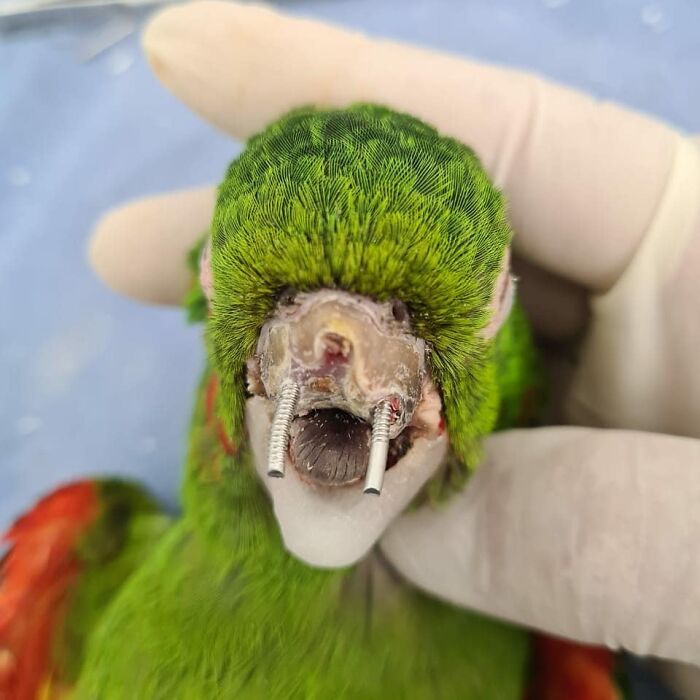 Parrot Gets A Brand New Beak After Being Rescued In A Horrible Condition