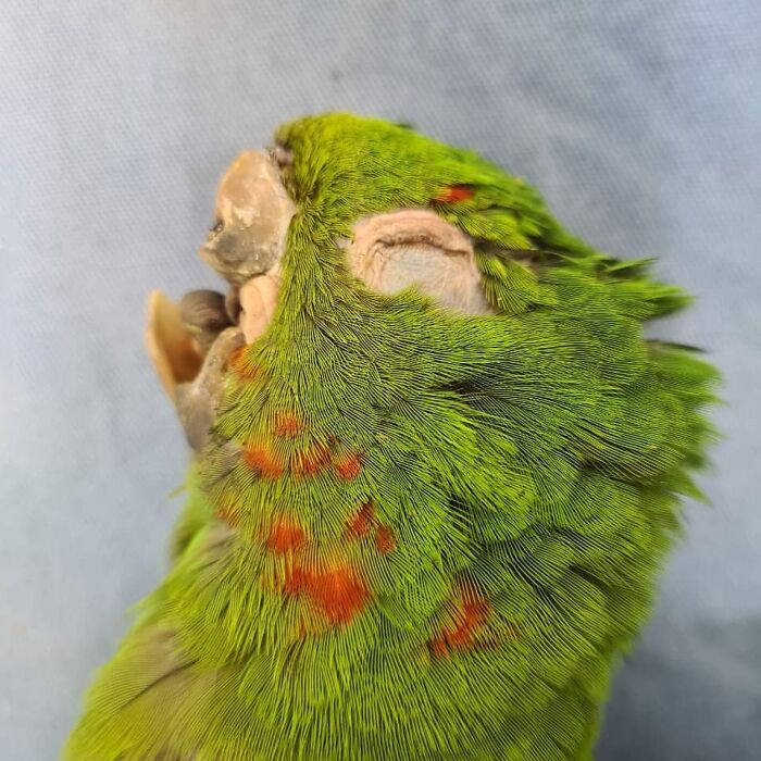 Parrot Gets A Brand New Beak After Being Rescued In A Horrible Condition