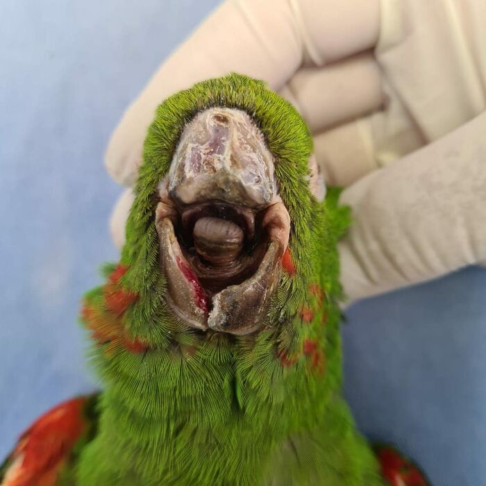 Parrot Gets A Brand New Beak After Being Rescued In A Horrible Condition