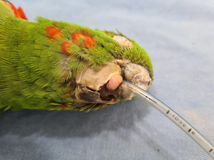 Parrot Gets A Brand New Beak After Being Rescued In A Horrible Condition