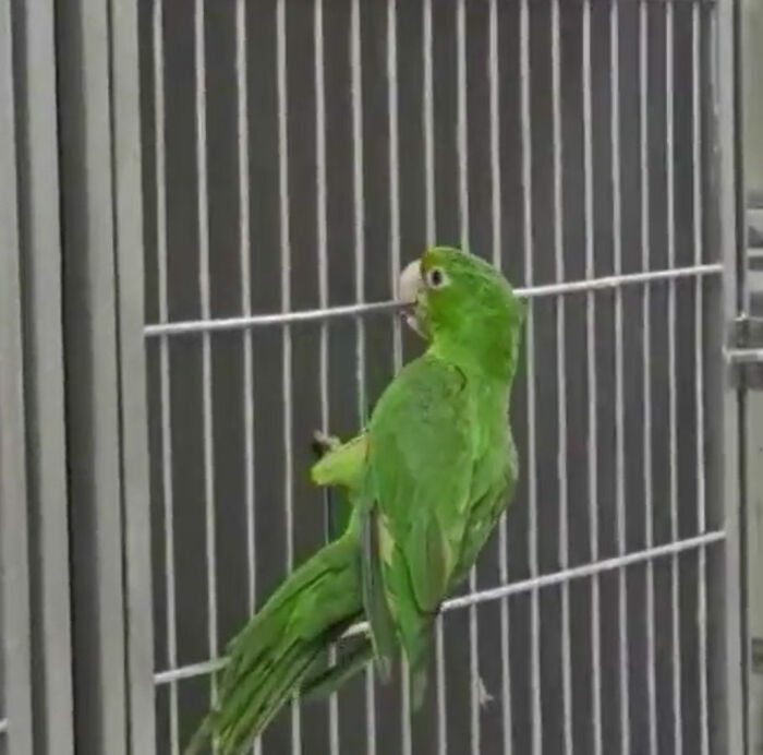 Parrot Gets A Brand New Beak After Being Rescued In A Horrible Condition