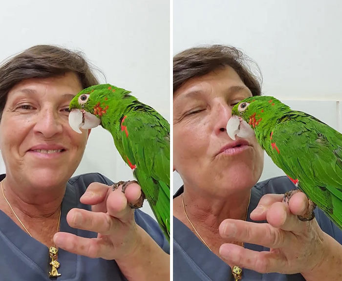 Parrot Gets A Brand New Beak After Being Rescued In A Horrible Condition