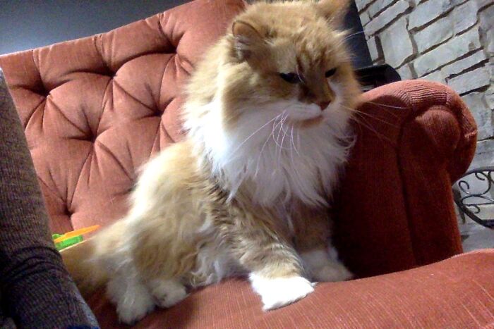 My Floof Cat, Ginger Resting By The Fire On Her Chair. She Is 20 Years Old