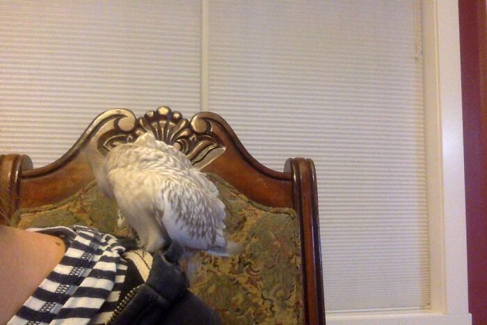 My Little Birb, Gracie