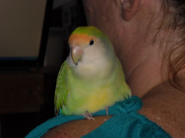 Squishy Lovebird