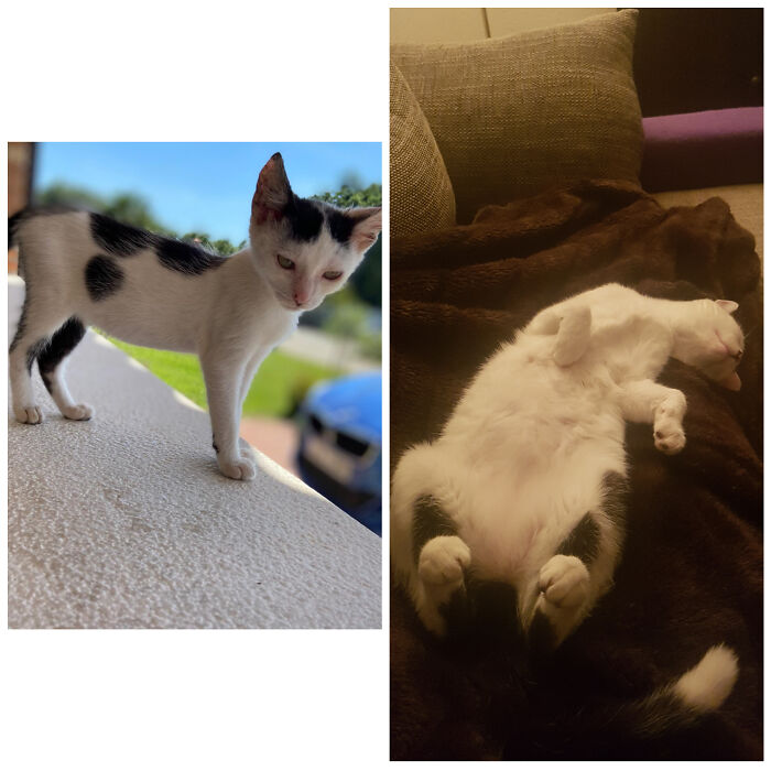 Kate Kitty. From Sick Feral To Loving Room Mate