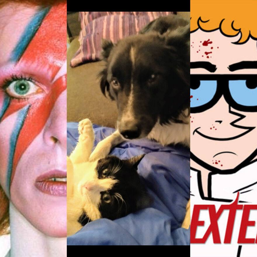 Bowie (Cat) After David Bowie & Dexter(Dog) Original After The Serial Killer Dexter I Kept The Name Because Of Dexters Lab.