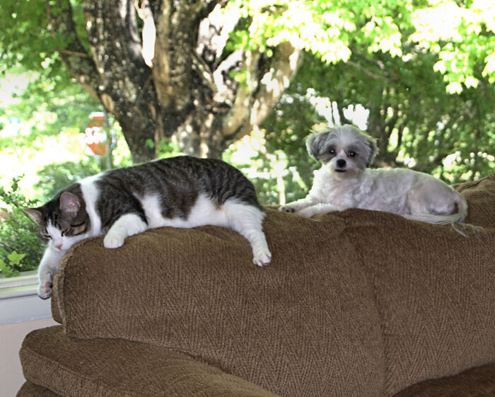 Best (Couch Potato) Friends...