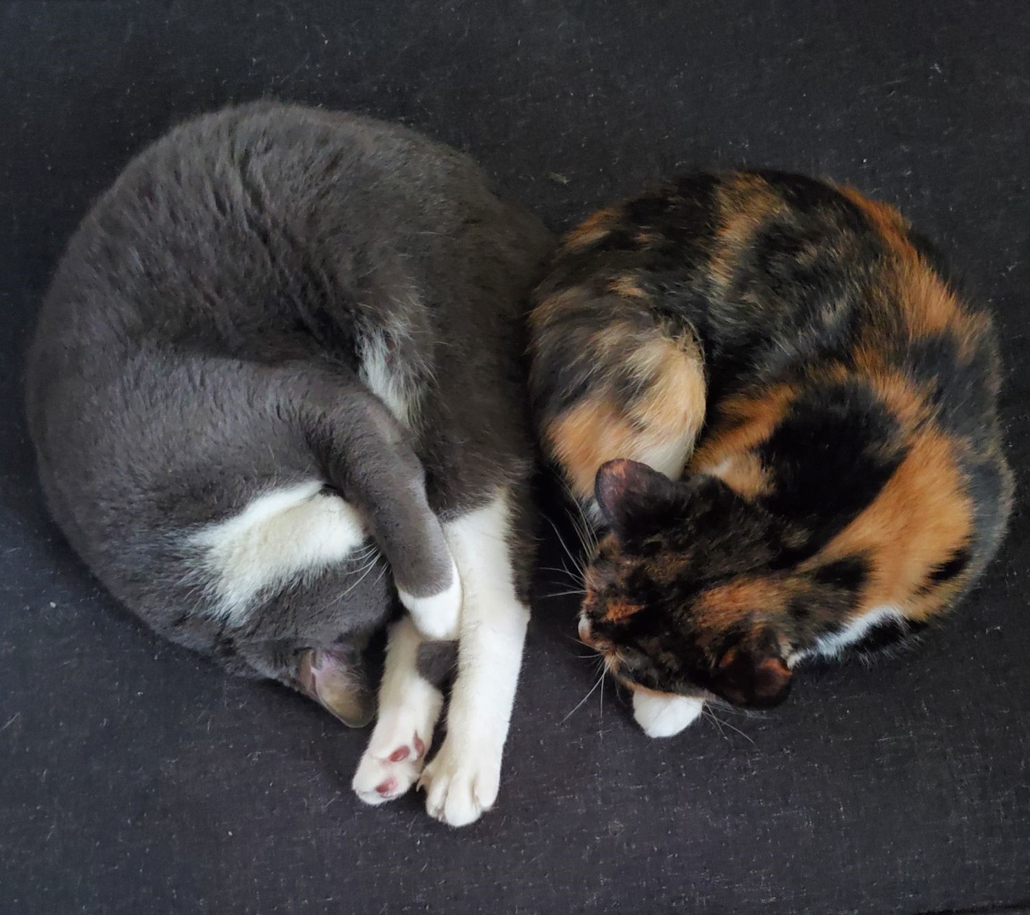 Post Pictures Of Your Pets In A Heart Position