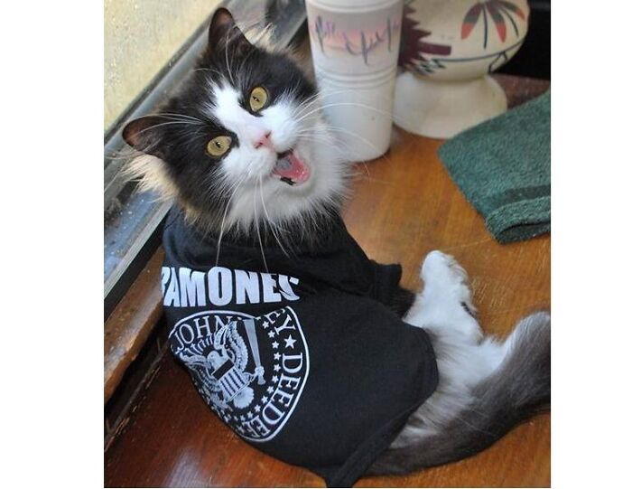 Trooper The Handicapped Kitten