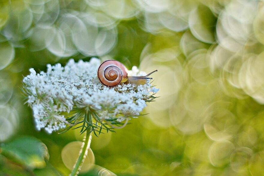I Took Macro Pictures Of Snails In Bokeh (30 Pics)