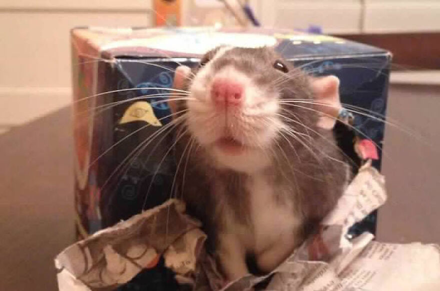 R.i.p The Adorable Remy