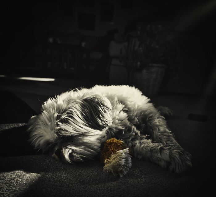 Riley (Rip) Sleeping In The Sun With His Favorite Toy