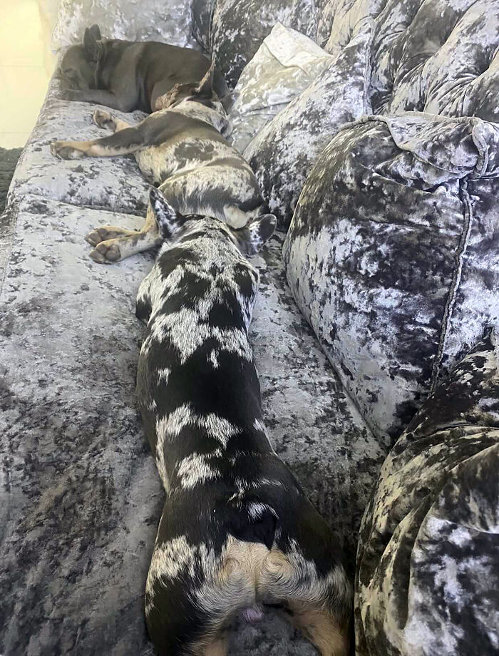 Woman Gets 2 New Dogs, Finds Out They Perfectly Match Her Couch