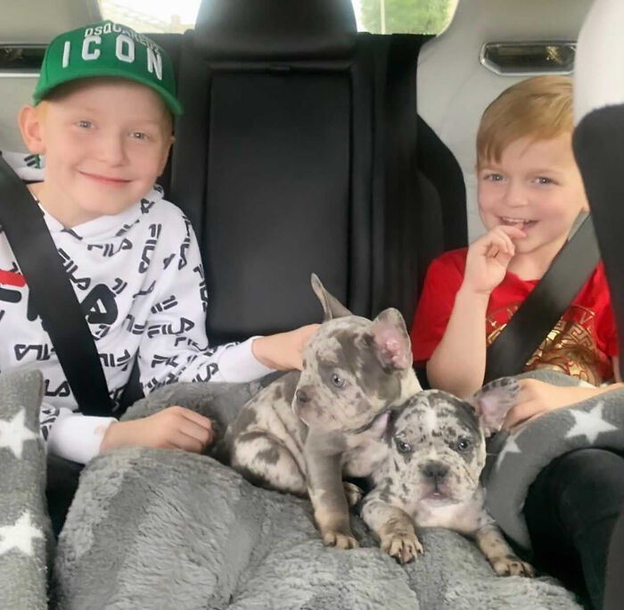 Woman Gets 2 New Dogs, Finds Out They Perfectly Match Her Couch