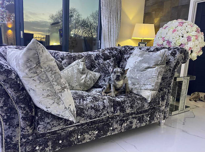 Woman Gets 2 New Dogs, Finds Out They Perfectly Match Her Couch