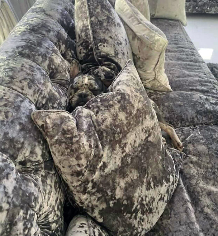 Woman Gets 2 New Dogs, Finds Out They Perfectly Match Her Couch