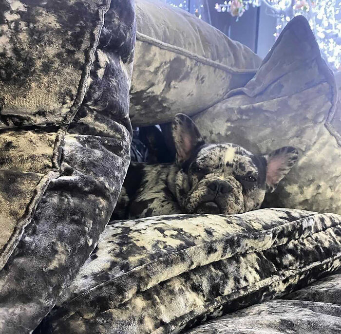 Woman Gets 2 New Dogs, Finds Out They Perfectly Match Her Couch