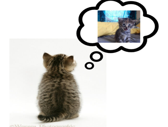 Kitty Remembering That Time He Was Sad And Feeling Happy