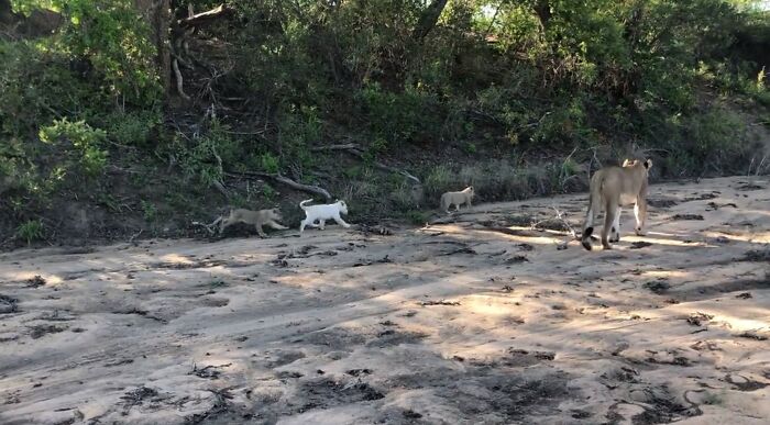 I Heard We Are Doing Lion Cubs For Lion King - I Went On Safari And Saw A Rare White One