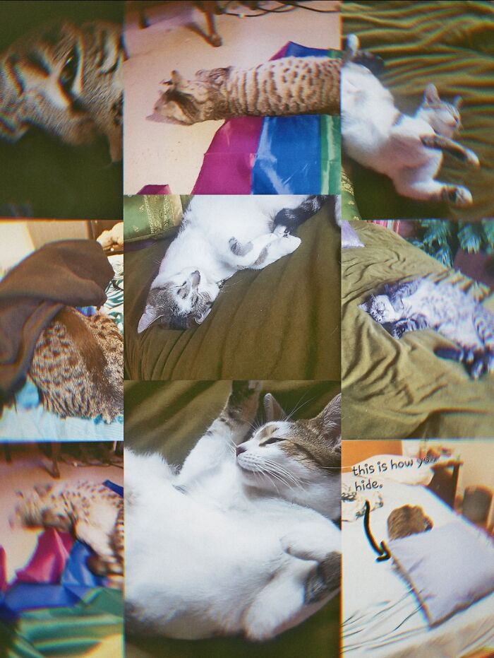 The First Little One Is Parker The Next Is Gen Being A Little Gay Burrito Cat Then We Have Kira Who Is Gens Sister