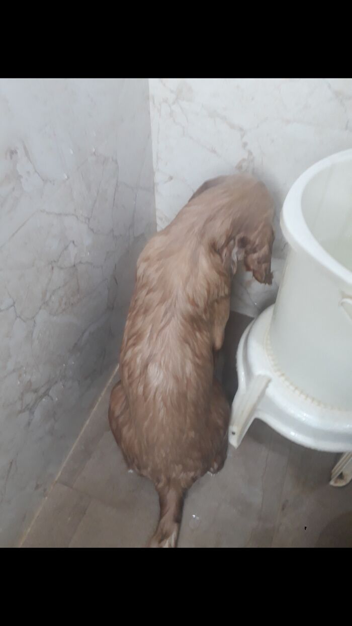 Our Boy Here Was Really Angry Coz He Never Asked For A Bath....but He Got It Anyway