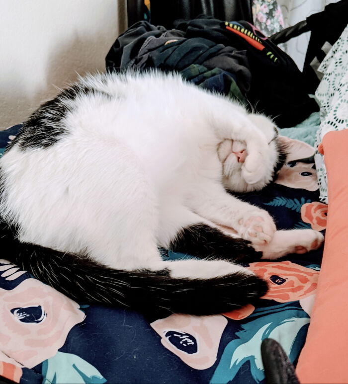 My Lazy Snuggle Bug, Chalky!