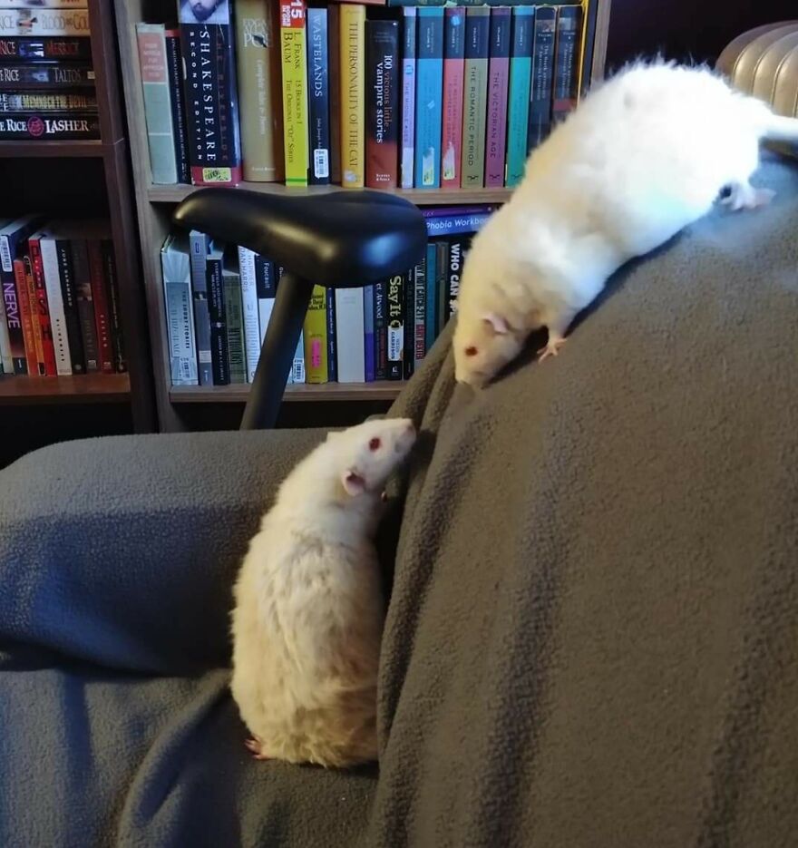 Accidental Renaissance?