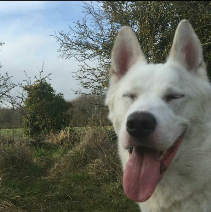 Blue The Husky On A Nice Long Walkies