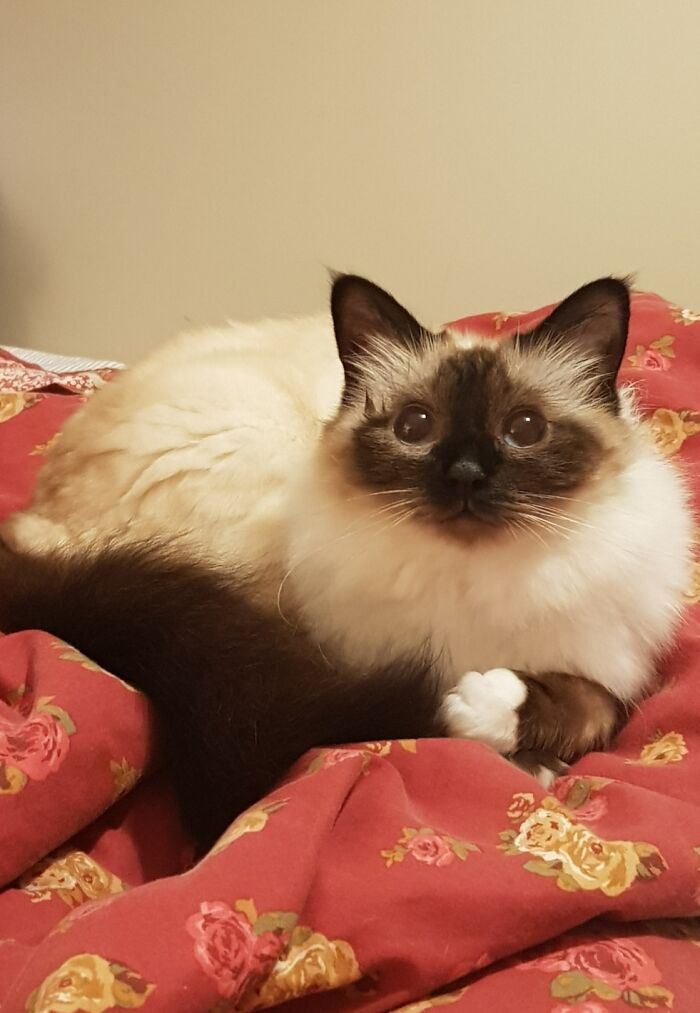 Darcy Ready To Pounce..