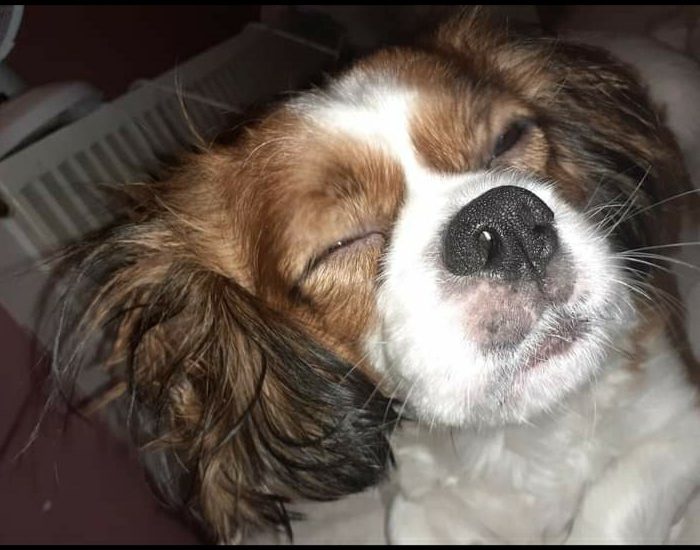 My Dog Is Not A Morning Person.