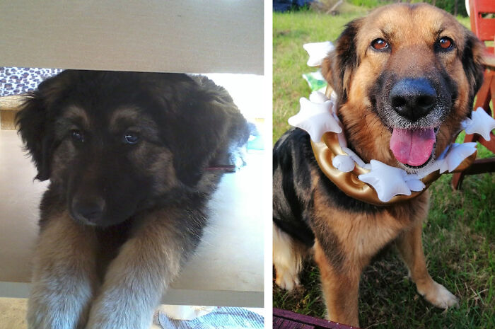 Shiva, The Friendliest Dog Alive - 2 Months Old And 8 Years Old